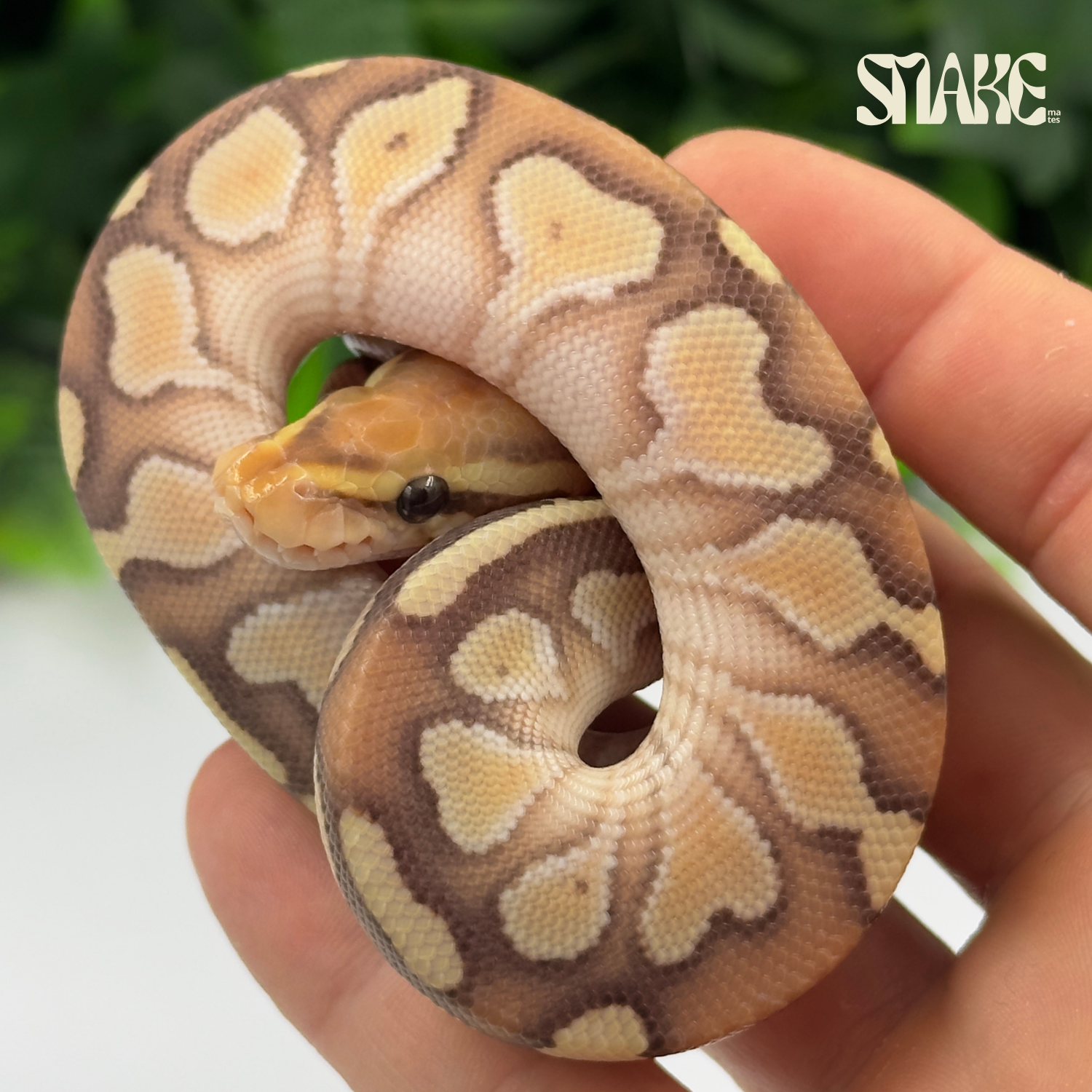 Banana  Lesser Orange Dream 50% het DG